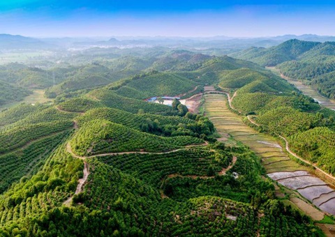 江西全力打造“赣鄱森林粮库”<br> 全年开发各类森林食物产量达679.4万吨