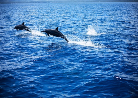 《2023年中国海洋生态预警监测公报》出炉