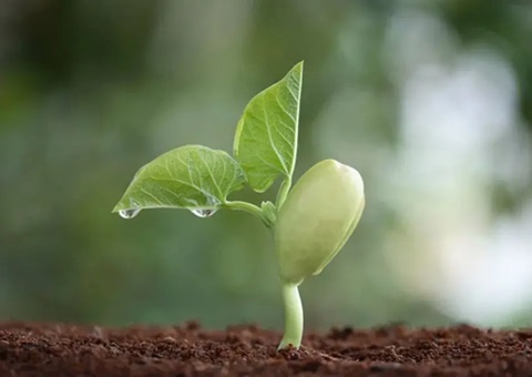 四川省政府批复同意各市（州）征地地上附着物和青苗补偿标准