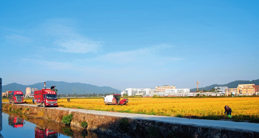 广东的田地