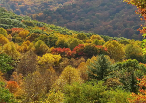 安徽滁州：深化林长制改革加速释放森林“四库”潜能