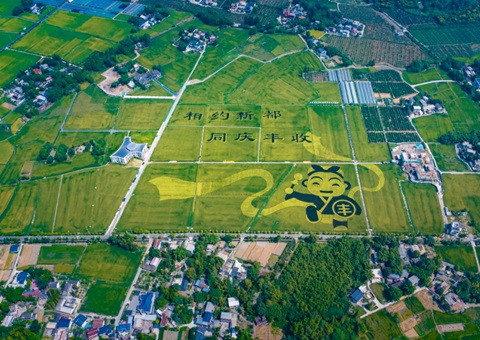 成都发布耕地保护规划！未来10年这样筑牢“天府粮仓”根基