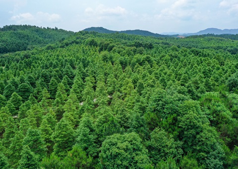 天津2024年林权流转交易额达21.36亿元