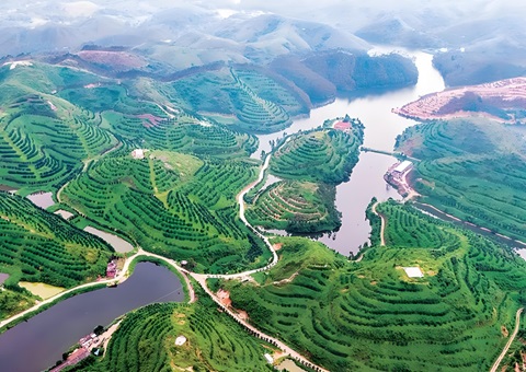 广东林业特色产业发展奖补项目实施持续推进