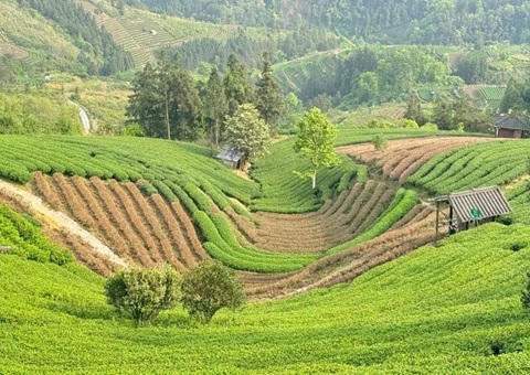 广西三江：下好村庄规划“先手棋” 探索和美乡村“新样本”