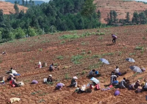 铜仁万山探索林耕置换高效利用路径