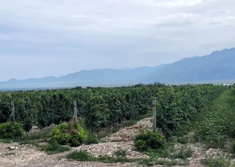 宁夏：开展生态资源本底调查 探索全链条协同治理路径